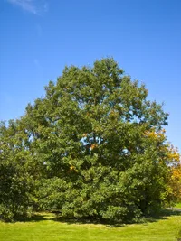 black oak (Quercus velutina) plant