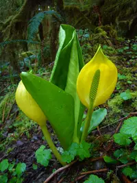 American skunkcabbage