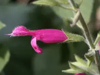 Fruit-scented Sage