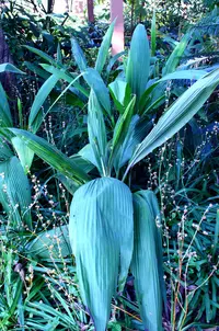 palm-grass (Curculigo capitulata) plant