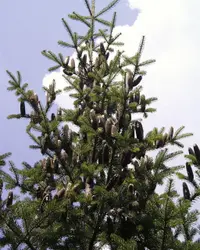 Balsam Fir