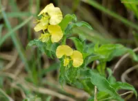African Yellow Dayflower (Commelina africana) plant