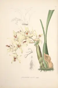 Coelogyne asperata