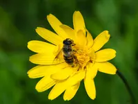Jumellea stenophylla