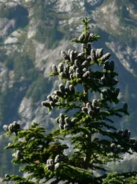 Subalpine Fir (Abies lasiocarpa) plant