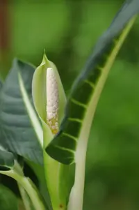 Dieffenbachia oerstedii