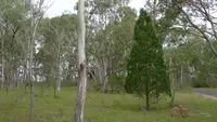 Black Cypress-pine