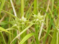 Gray's sedge (Carex grayi) plant
