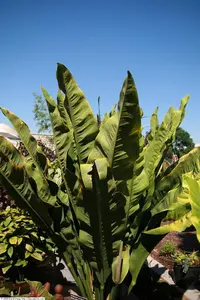 Anthurium coriaceum (Anthurium coriaceum) plant