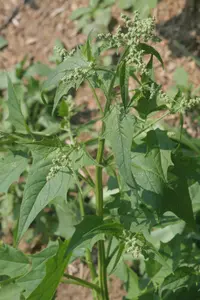 Eurasian maple-leaved goosefoot