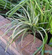creeping lilyturf