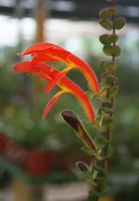 Columnea microphylla (Columnea microphylla) plant