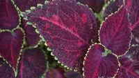 Coleus scutellarioides