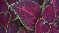 Coleus scutellarioides