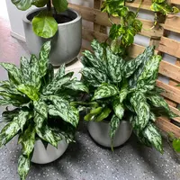 Chinese Evergreen