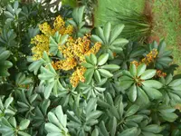 Dwarf umbrella tree