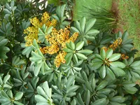 Dwarf umbrella tree