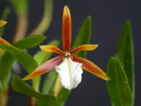 Dinema