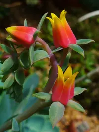 Metallic Echeveria