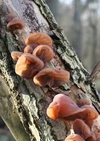 Jelly Ear