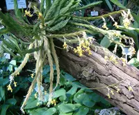 Lockhartia oerstedii