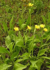 Viper's-grass