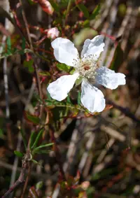 southern dewberry