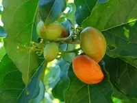 silver peanut butter fruit