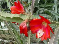 sun cactus