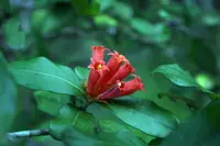 Wild Pomegranate (Burchellia bubalina) plant