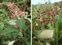 Rubus urticifolius (Rubus urticifolius) plant