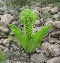 Autumn Pineapple Lily