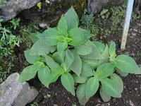 Strobilanthes tomentosa (Strobilanthes tomentosa) plant