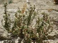 Spanish snapdragon