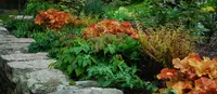 Dryopteris erythrosora 'Brilliance' fern
