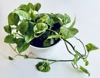 Pothos