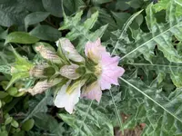 Mountain thistle