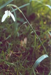 Common Snowdrop