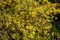 Korokio (Corokia cotoneaster) plant