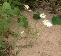 Arkansas dozedaisy (Aphanostephus skirrhobasis) plant