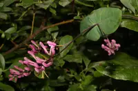 pink honeysuckle