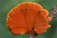 Orange polypore (Trametes sanguinea) plant