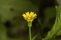 Edible Star-hawkbit