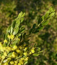 hairy wattle