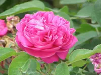 damask rose (Rosa × damascena) plant