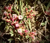 Bentham's broom (Acmispon cytisoides) plant