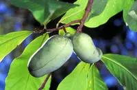 pawpaw