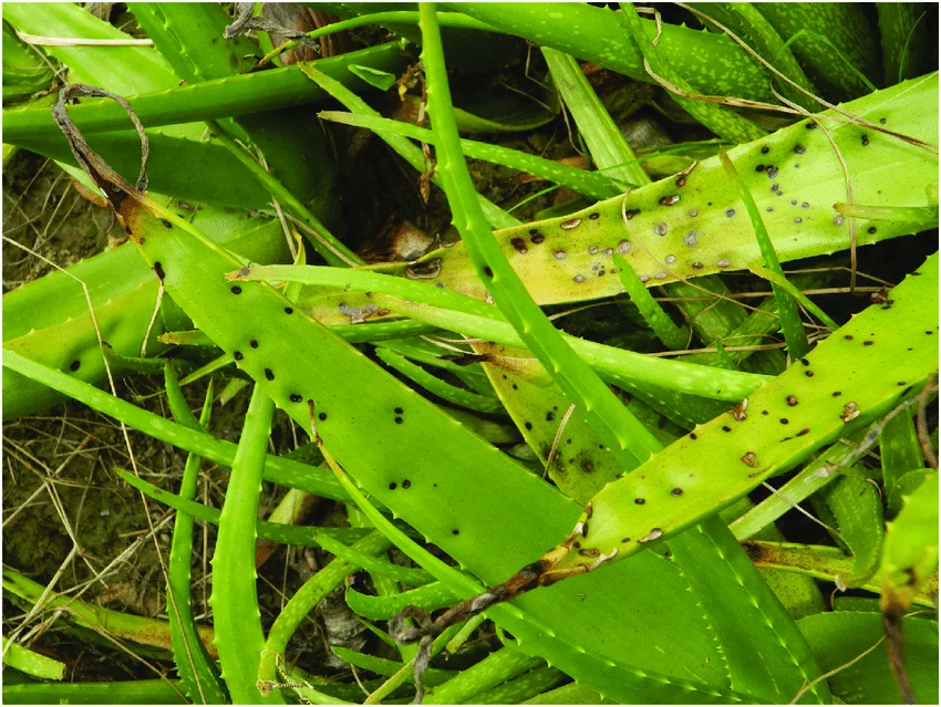 aloe leaves