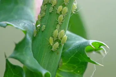 Orchid Aphids