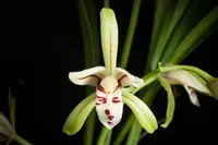 Bamboo-leaf orchid (Cymbidium lancifolium) plant